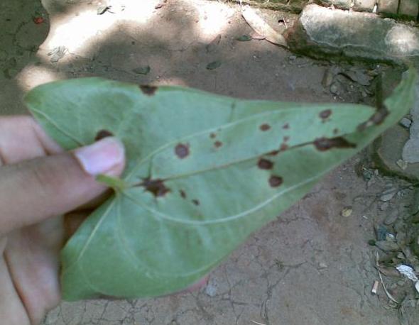 种植山药防治病虫害技术全过程,山药主要的病虫害