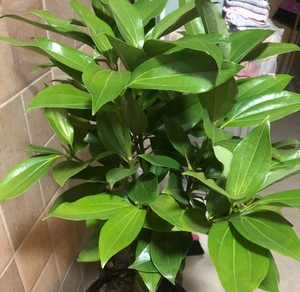 平安树黄叶黑斑杀菌剂,平安树黄叶斑点怎么治