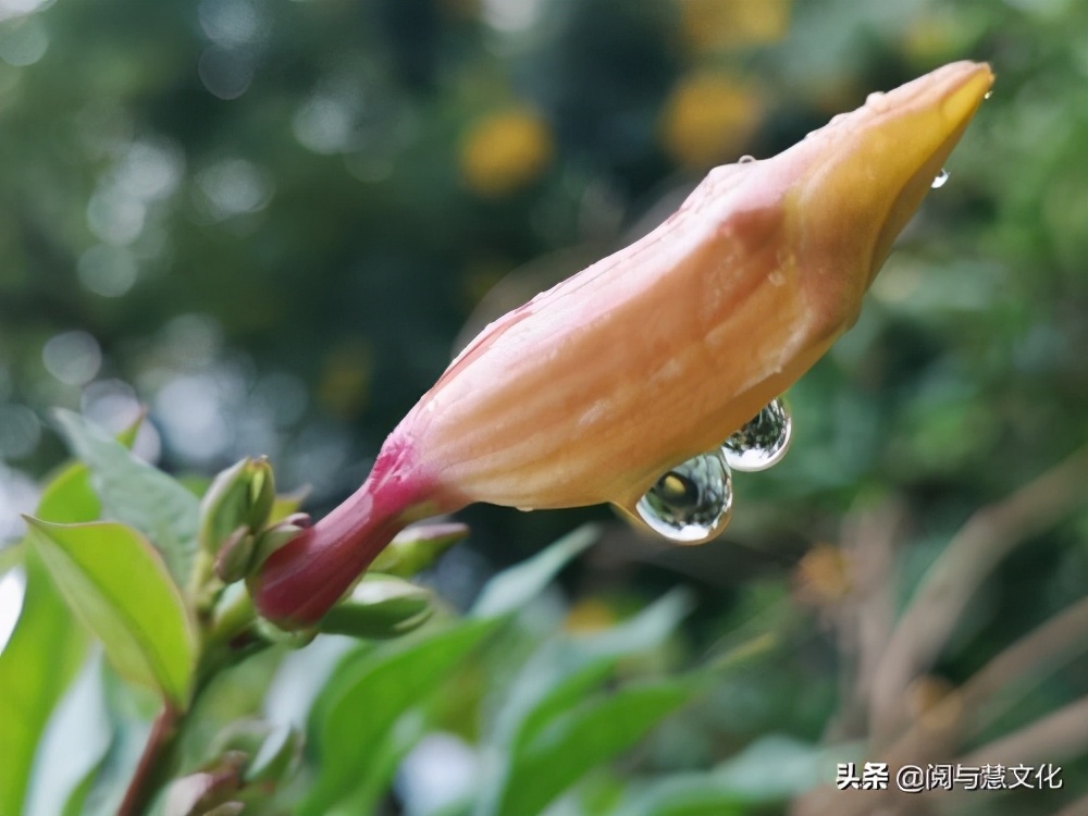 寸草心报得三春晖修辞方法,谁言寸草心报得三春晖的修辞方法