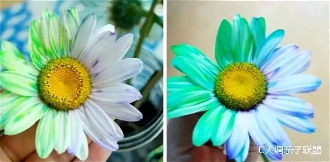 科学实验好奇心,科学入门小实验