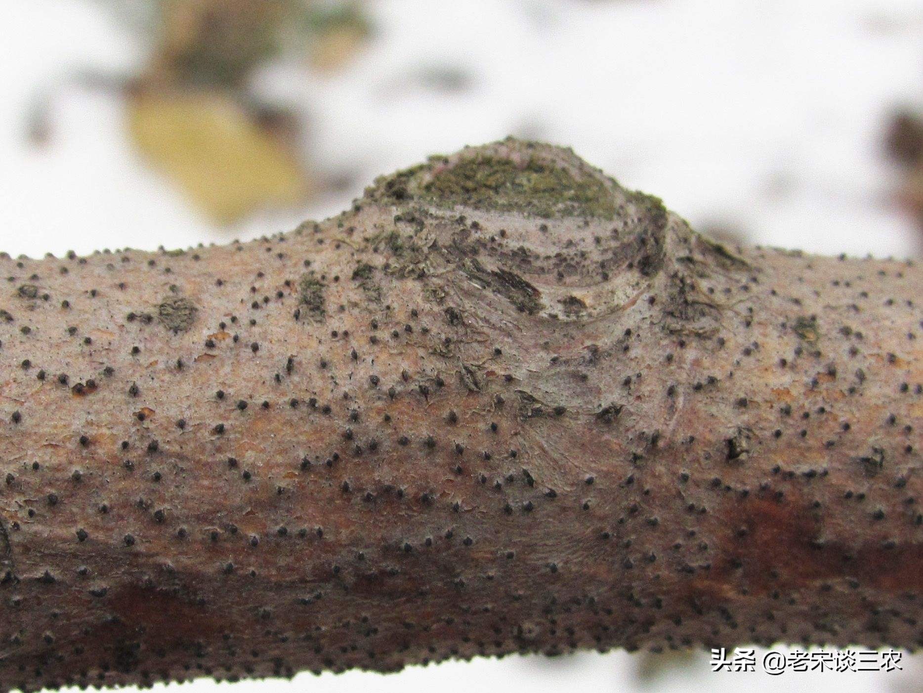 老苹果树嫁接后树干的干腐病咋办,二年生苹果树腐烂病和干腐病防治