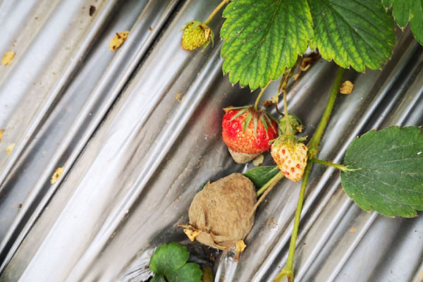 草莓小果茎发霉烂了是什么原因,草莓果实发霉怎么处理