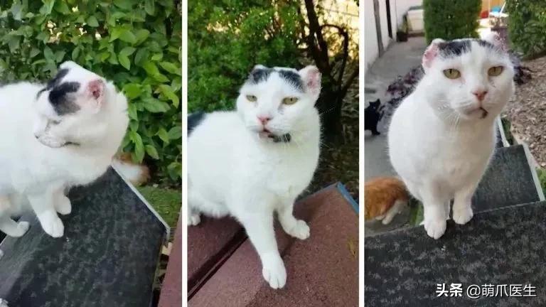 15度的天给猫咪剃了毛,给猫把毛剃短一点