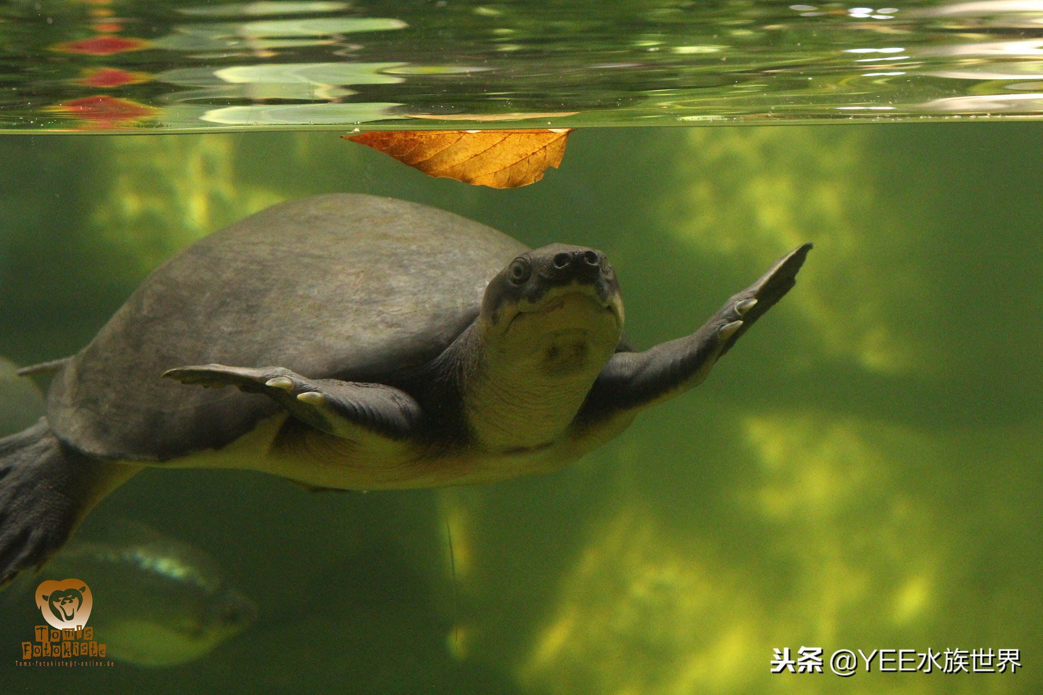 鱼和乌龟混养为啥鱼都死了,鱼跟乌龟混养最大的问题