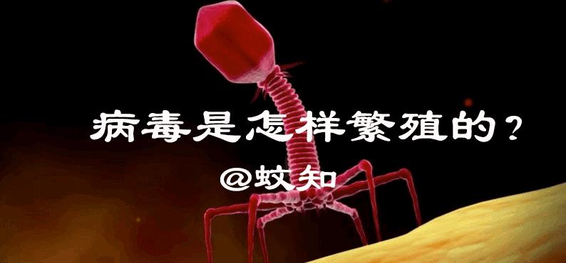 科普病毒如何入侵人体,病毒在体内的繁殖过程