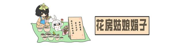 适合卧室养的10种花,养金枝玉叶放卧室可以改善睡眠吗