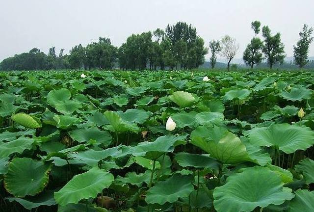 瓦房店复州八景图,瓦房店老八景规划