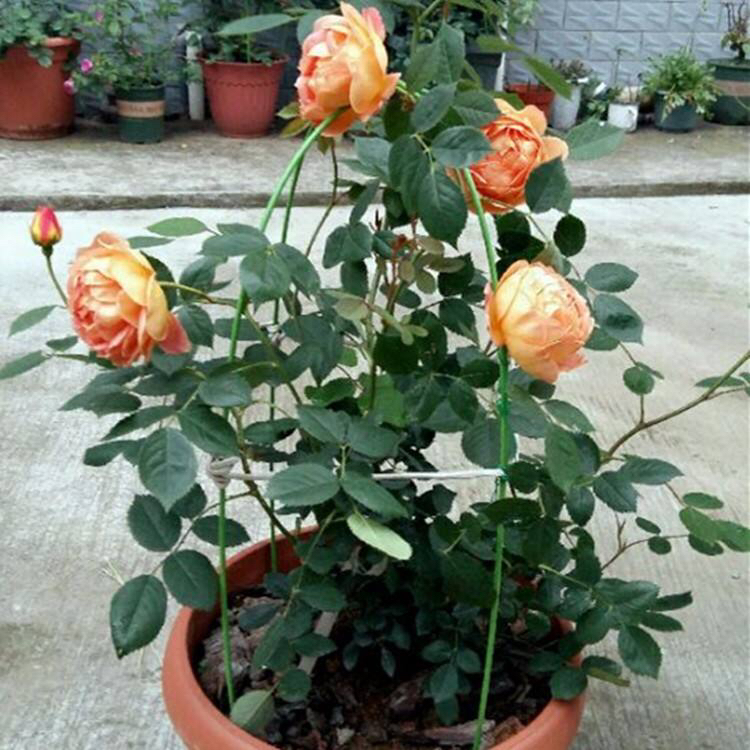 是爬藤月季好养还是矮桩月季好养,最合适种在楼顶的月季