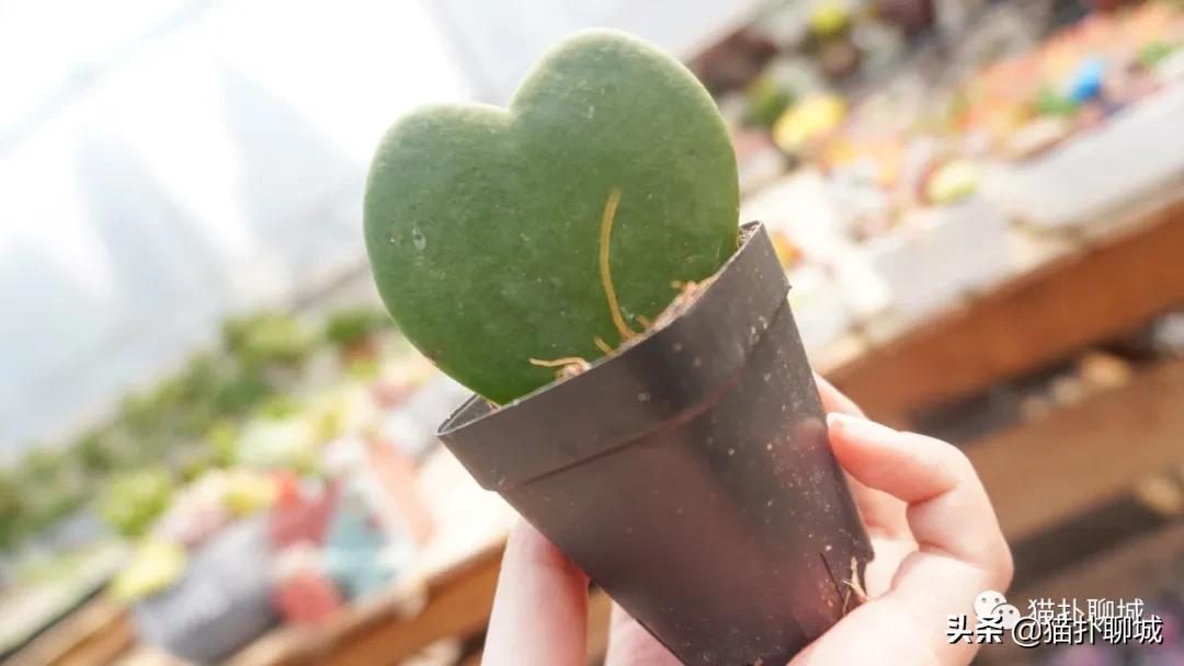 聊城最便宜的花卉批发,聊城附近的花卉市场