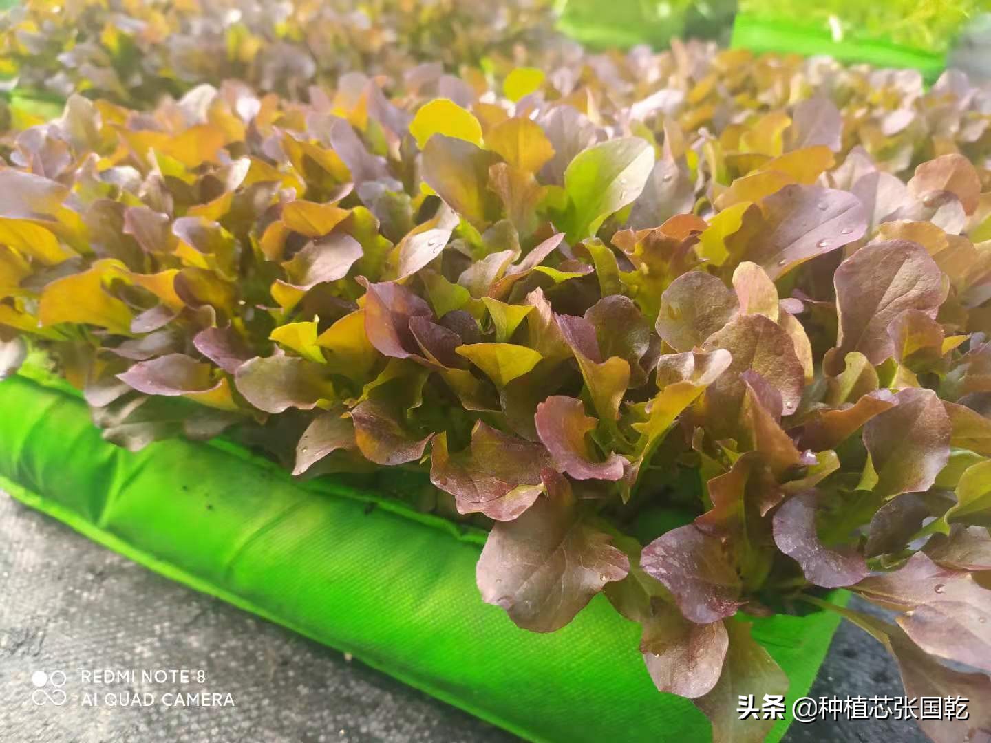 智慧农业创新创业大赛项目推荐,农业创新创业案例分享