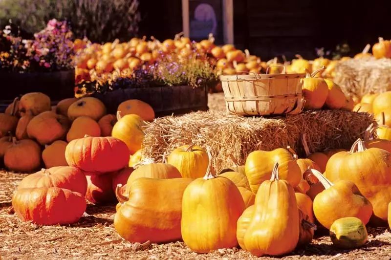 探秘！中国有机农业该如何发力（附国外优秀案例）