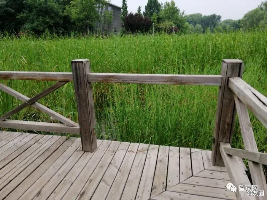 「今日望京」望湖公园这里太危险！望京小街最新实拍来了