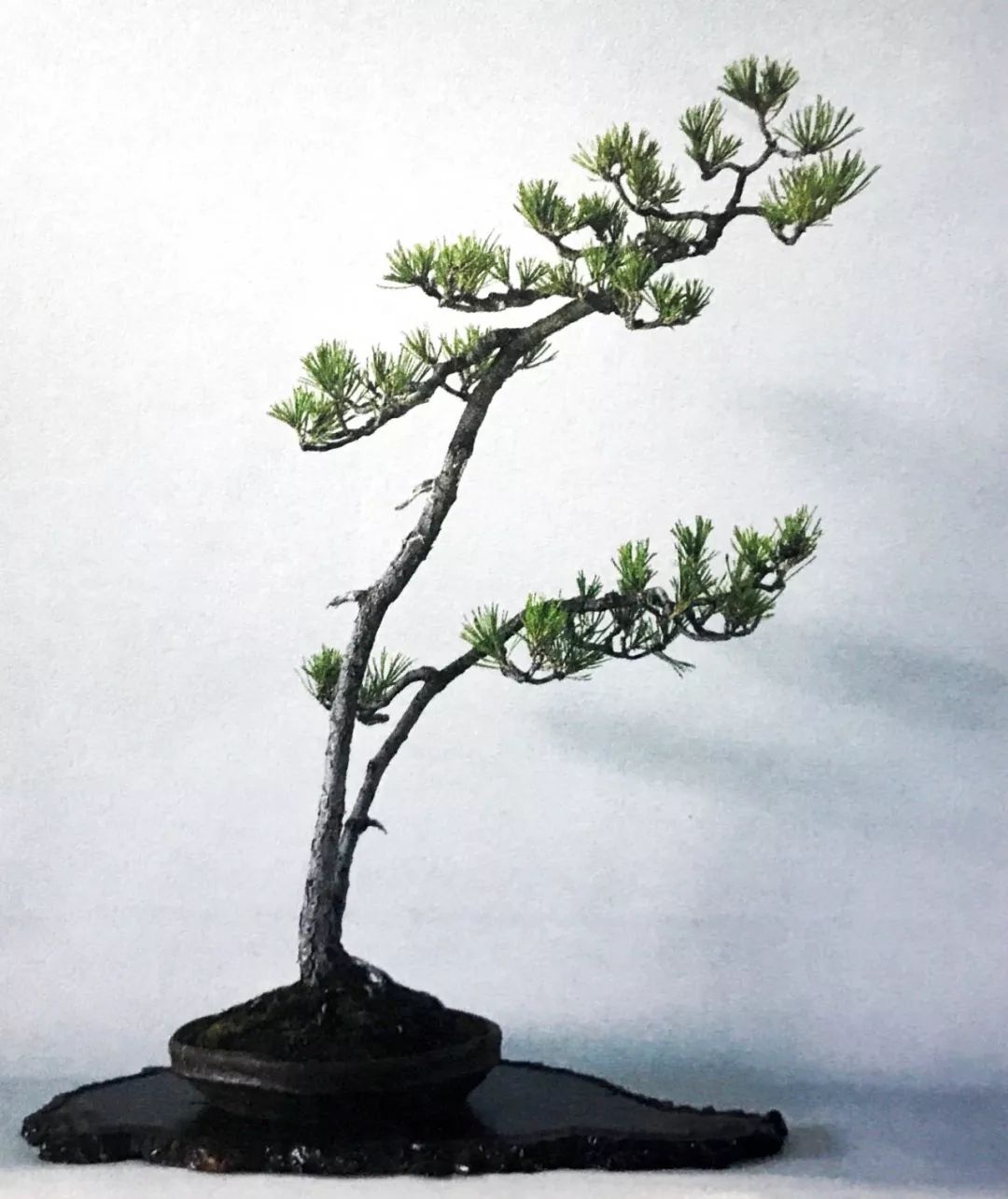 十年之前,它只是一棵黑松枝条;十年之后,作者开价十二万!