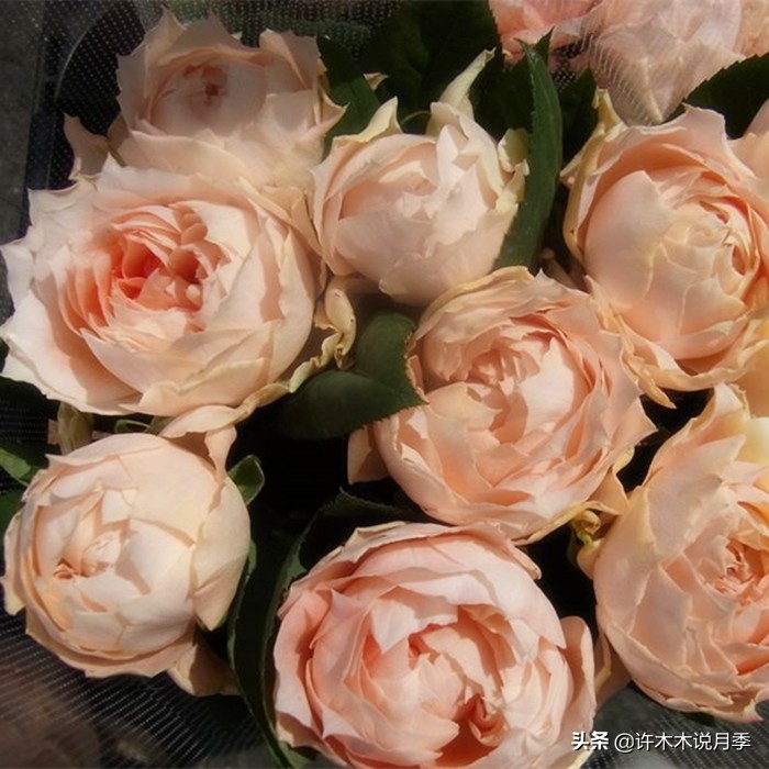 新手月季种植手册，牢记这6点，不死苗、开花多。新手收藏备用