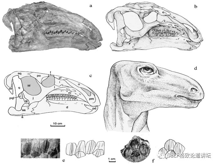 关于恐龙的研究详细,恐龙食谱大全及做法