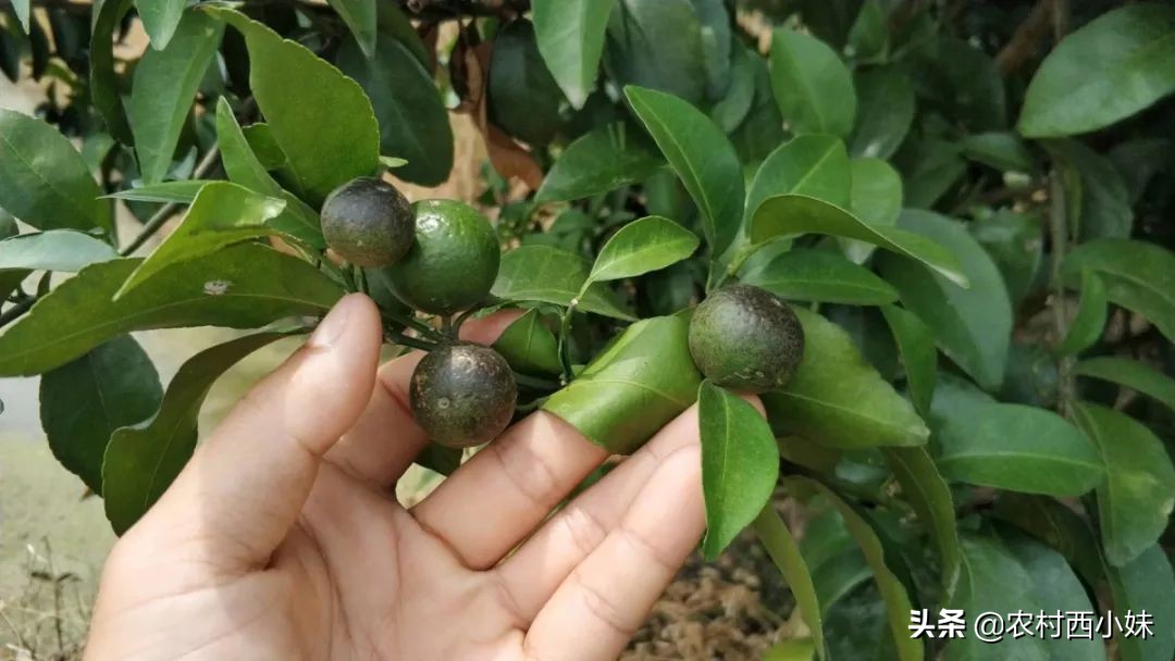 你掌握了哪些灭除害虫的小妙招呢,防治蔬菜地下害虫的无公害农药