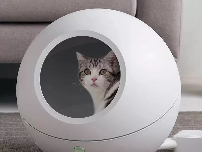 盘点致命的养猫玩具,猫咪新出网红用品