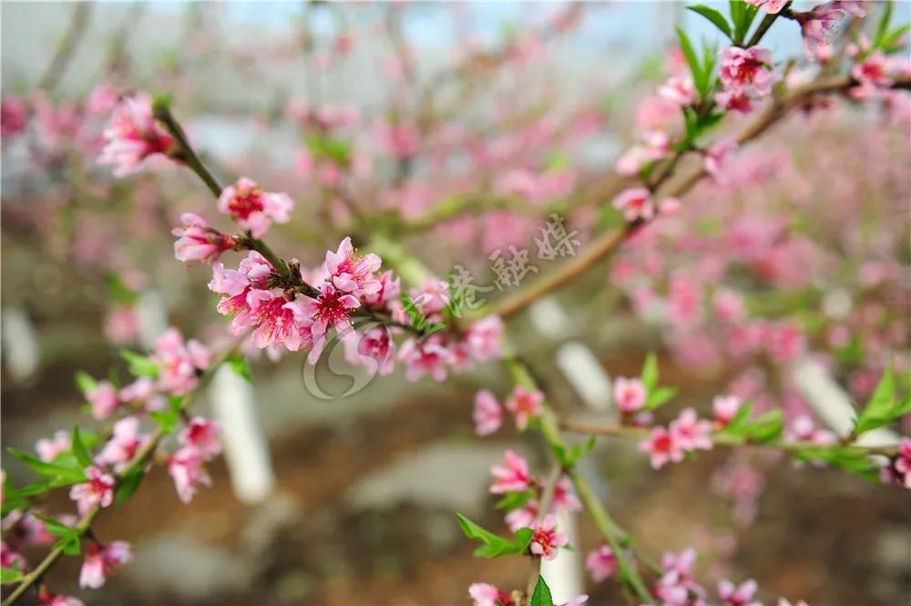 2020年4月成都双流赏花地点,双流踏青赏花地