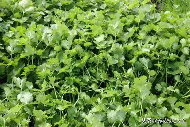 常见小区绿化100种植物图片,常见的水生植物有哪些种