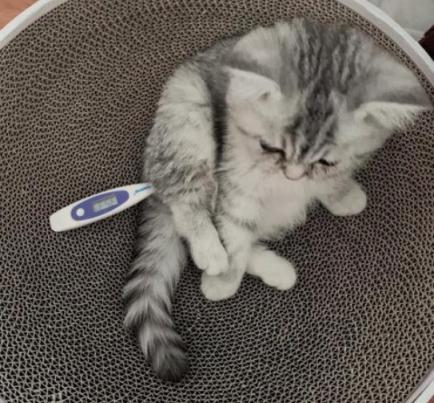 怎么判断猫很健康,怎么自己判断猫咪的健康状态