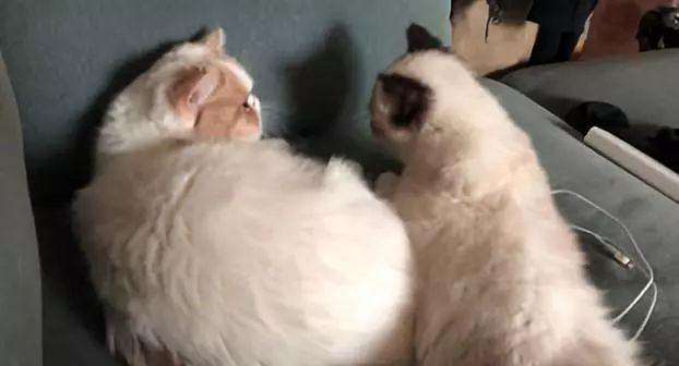 猫与猫咪之间打架会流血受伤吗,猫咪之间老是打架怎么办