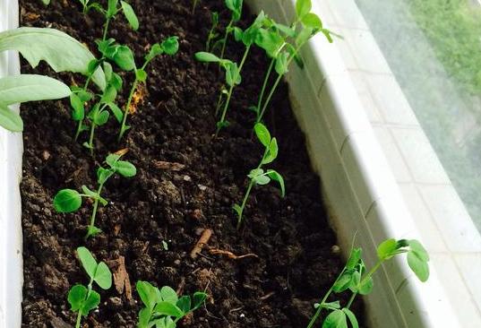 盆栽土如何处理,盆栽土表层全都是根怎么处理