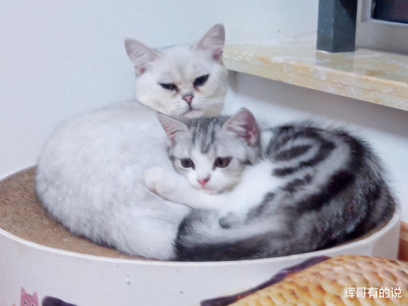 木光家的：歪闹墩端五1