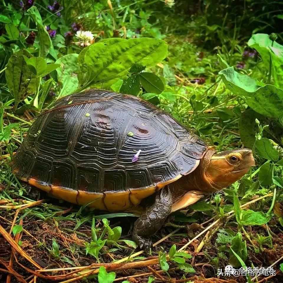 半水养龟怎么处理粪便呢,十种新手养的半水龟
