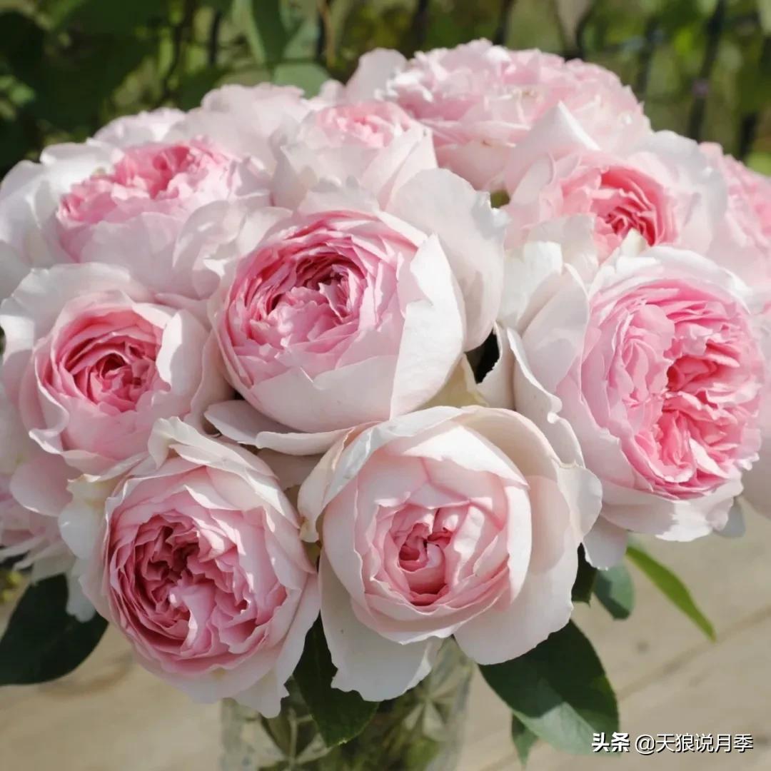 月季控对美的极致追求，尽在伊芙系列