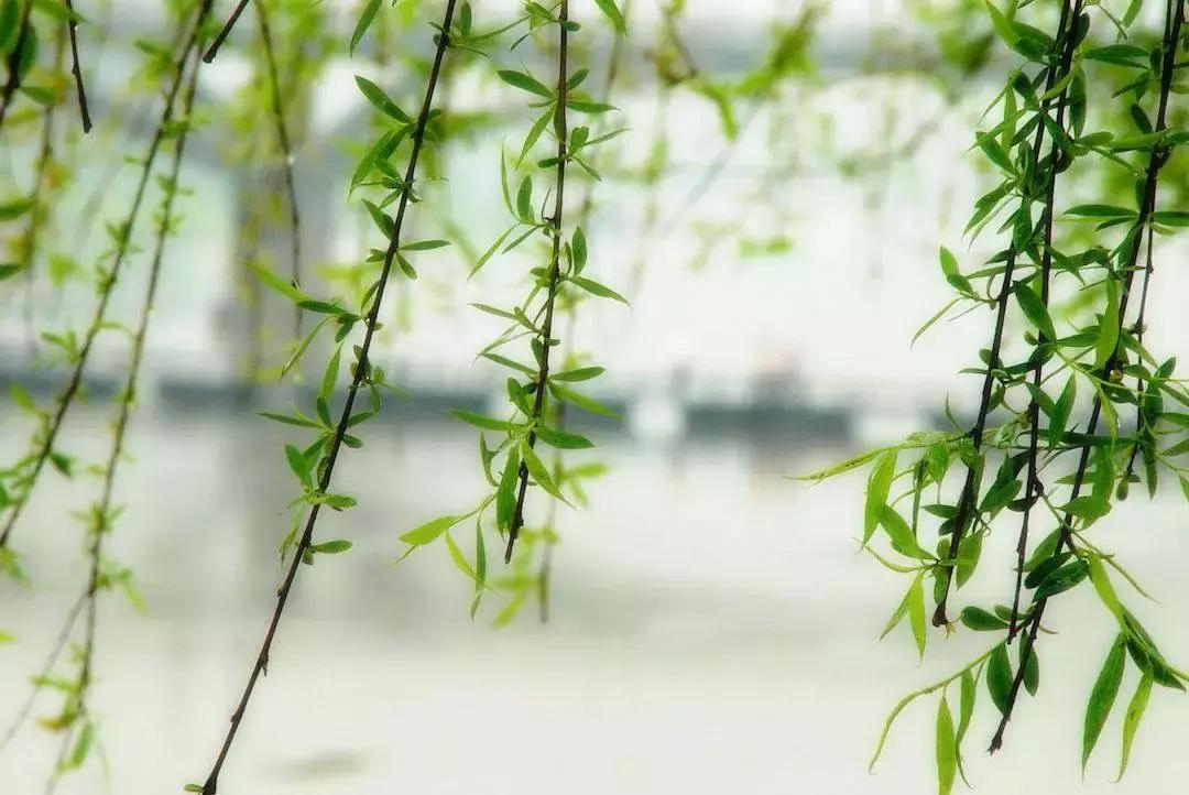 清明一杯浊酒遥寄思念,一杯杏花酒满盏思故人作者