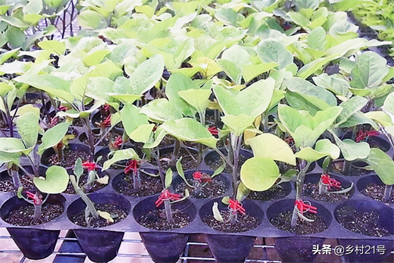 茄子开花不结果要施什么肥,茄子坐果少怎么解决