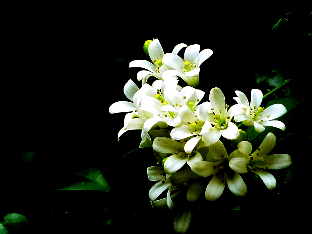 九里香木本,九里香是耐寒花卉吗