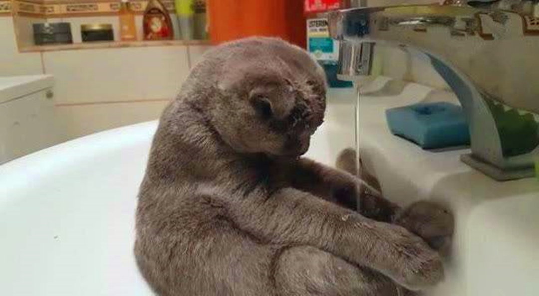 猫咪不爱喝水用什么办法解决,主人担心猫咪太胖不健康