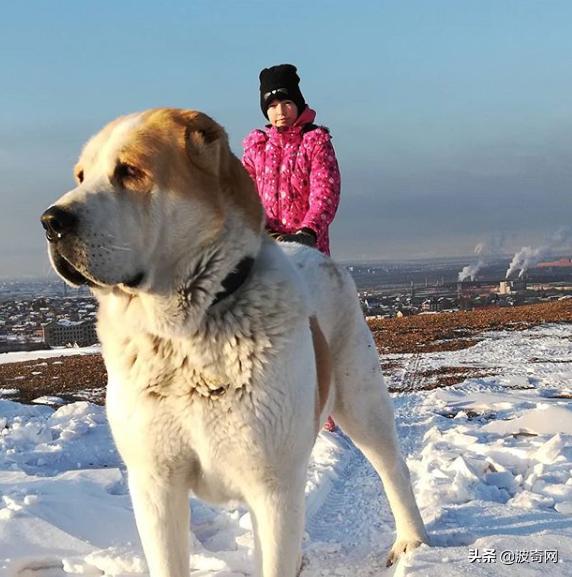 繁殖犬被割去声带,繁殖犬子宫脱落被丢弃