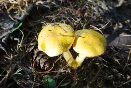 假期过后带特产回家,假期归来有好物