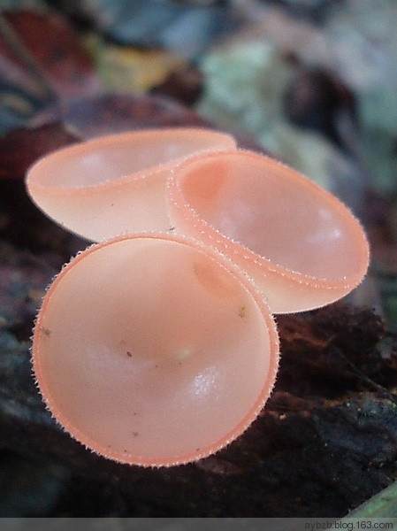 最好记的花名大全,很难得一见的花