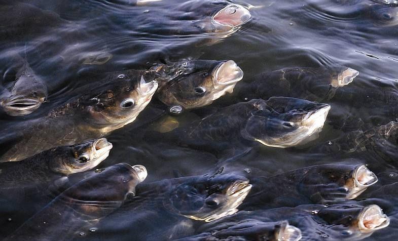 南京上空出现老鹰了吗,南京滨江上空近千只老鹰盘旋飞舞