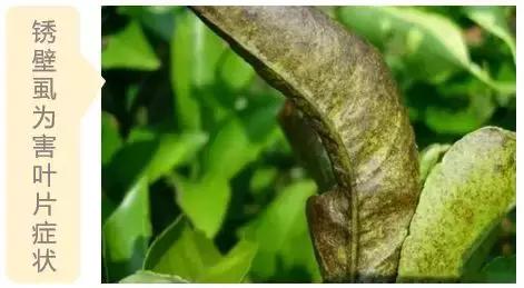 锈壁虱会在5天内果子全部变黑吗,锈壁虱为害的果实怎么补救