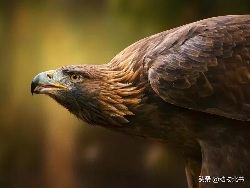 中国36个省份代表的动物,20种有代表性的动物