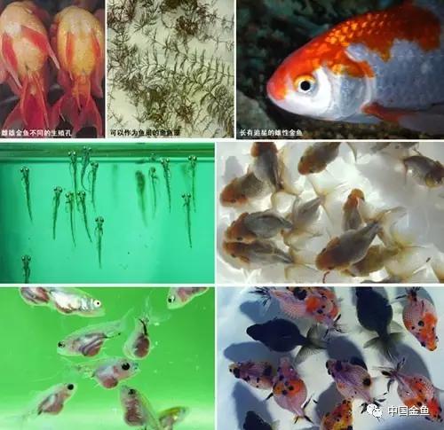 金鱼要配对繁殖吗多久可以繁殖,家庭养殖的草金鱼能自然繁殖吗