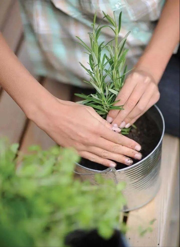 绿植快死了用什么方法可救活,你养的花为什么老死