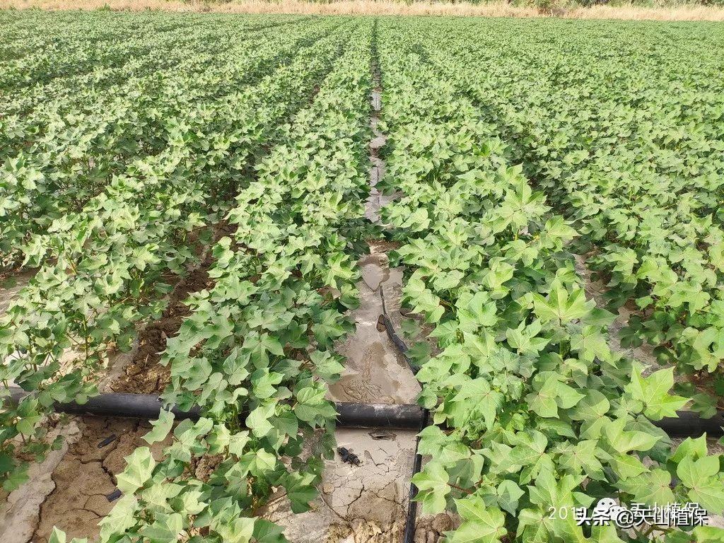 棉花高密度栽培,棉花一膜六行高产栽培技术