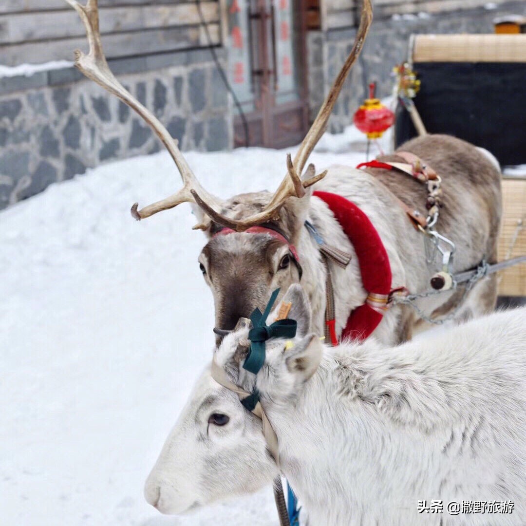 哈尔滨中央大街美食攻略,哈尔滨旅游攻略美食24小时营业