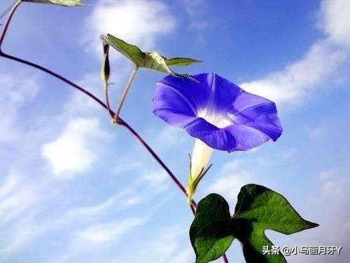 千字文天地玄黄全文注音版,千字文注音版全文解释