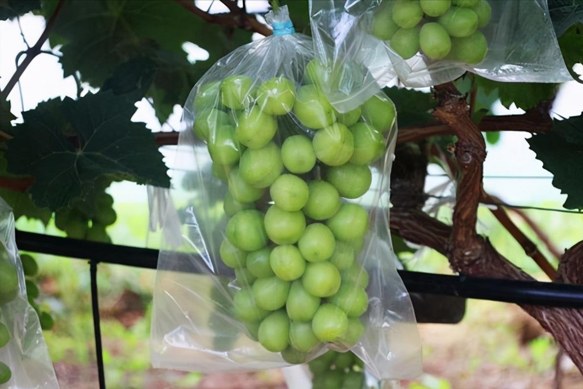 日本发起“种子战”，1900类种苗禁止外泄，阳光玫瑰葡萄首当其冲