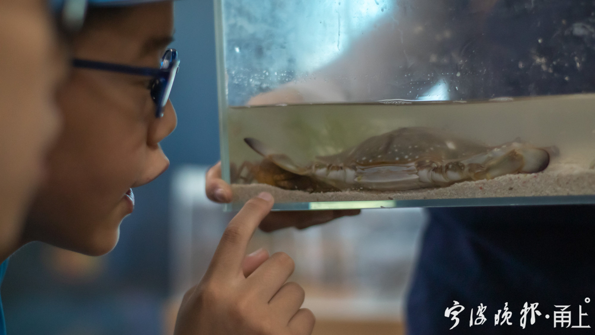 宁波人爱吃什么橘子,宁波人爱吃的毛蛤