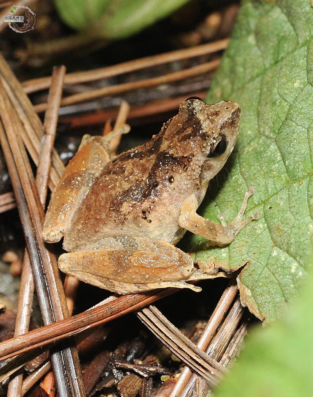 第一种！千万别吃波！