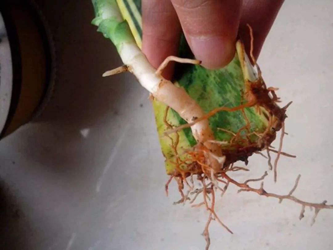 虎皮兰烂根用什么方法解决,虎皮兰烂根了用什么方法能好