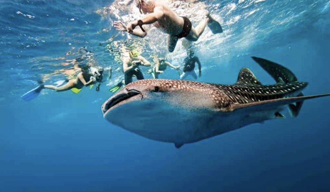 去宿雾攻略,宿雾旅行攻略