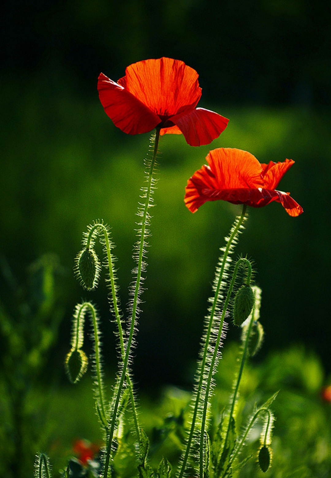 100种最毒的毒花,20种有毒的大毒花